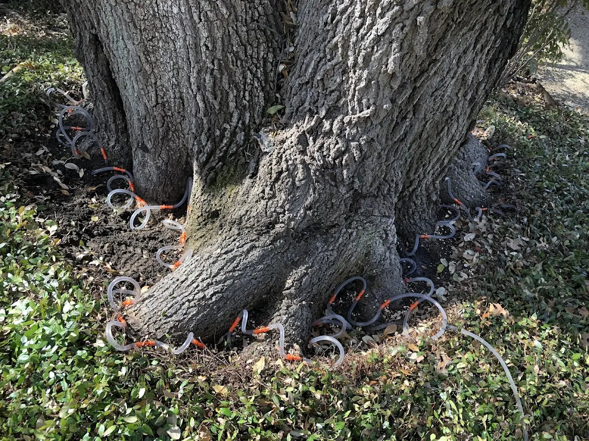 Detailed Tree Cabling and Bracing job site in Creole