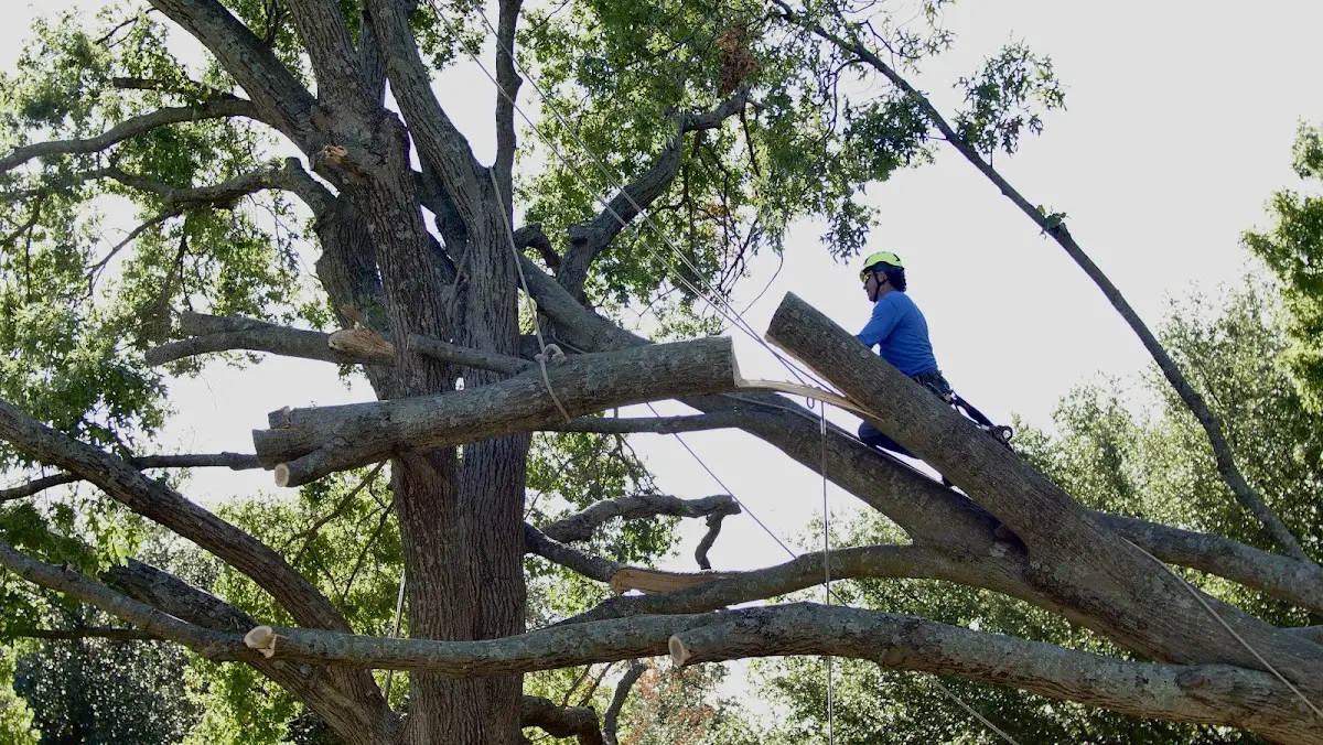 Professional Hazardous Tree Removal performed by certified arborists in Creole